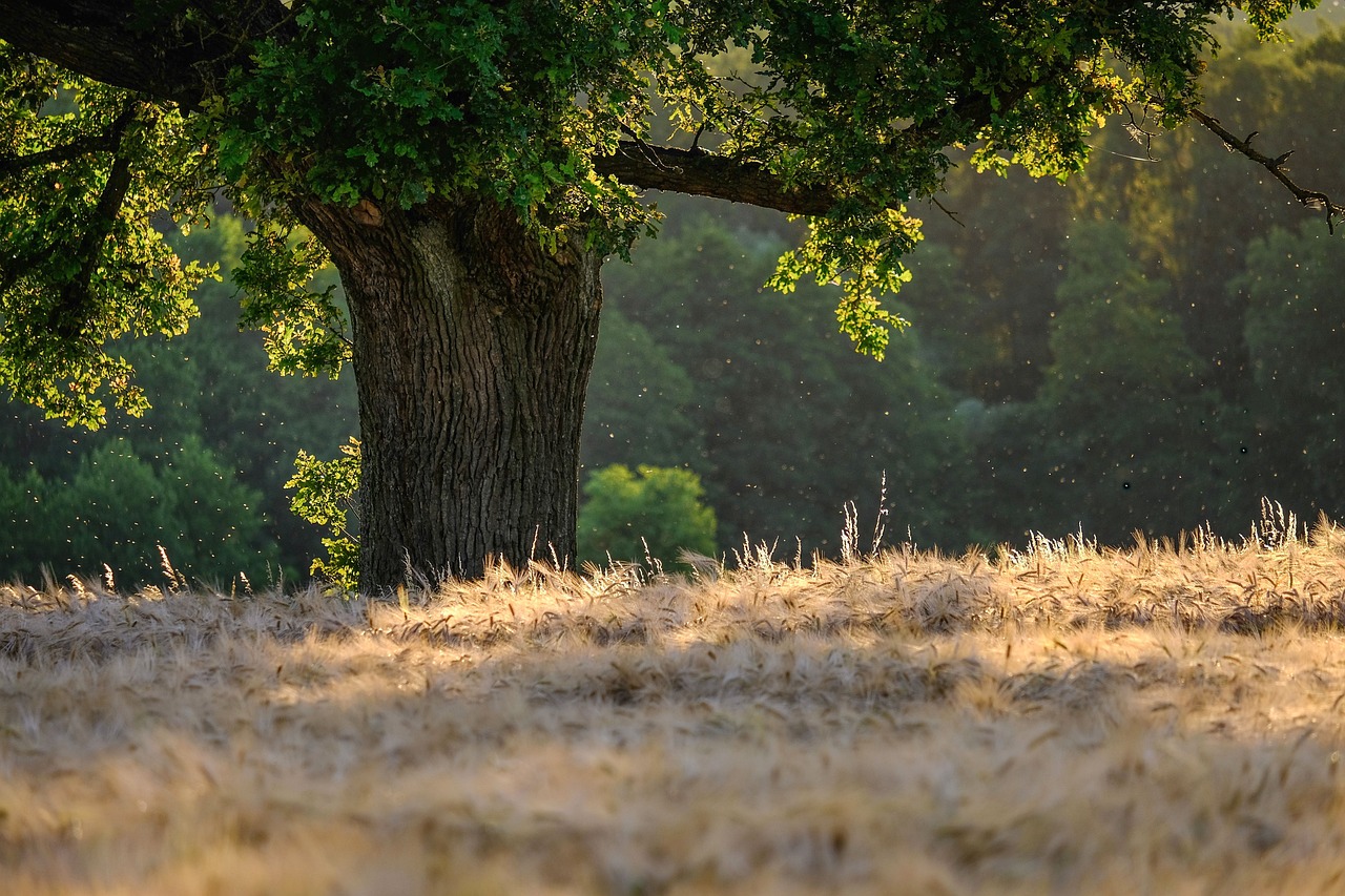 L’impact des forêts sur le cycle mondial du carbone et leurs liens avec le changement climatique