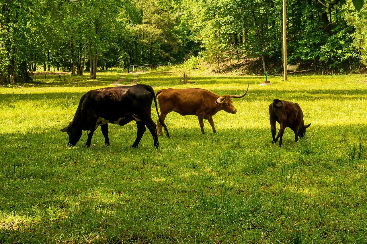 découvrez comment réduire votre empreinte carbone et contribuer à la protection de notre planète. apprenez des astuces pratiques et des stratégies efficaces pour diminuer votre impact environnemental au quotidien.