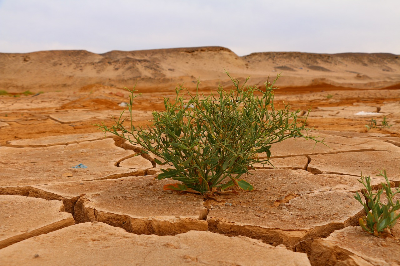 découvrez les enjeux cruciaux du changement climatique, ses impacts sur notre planète et les actions à entreprendre pour un avenir durable. informez-vous sur les causes, les conséquences et les solutions pour combatte ce phénomène mondial.