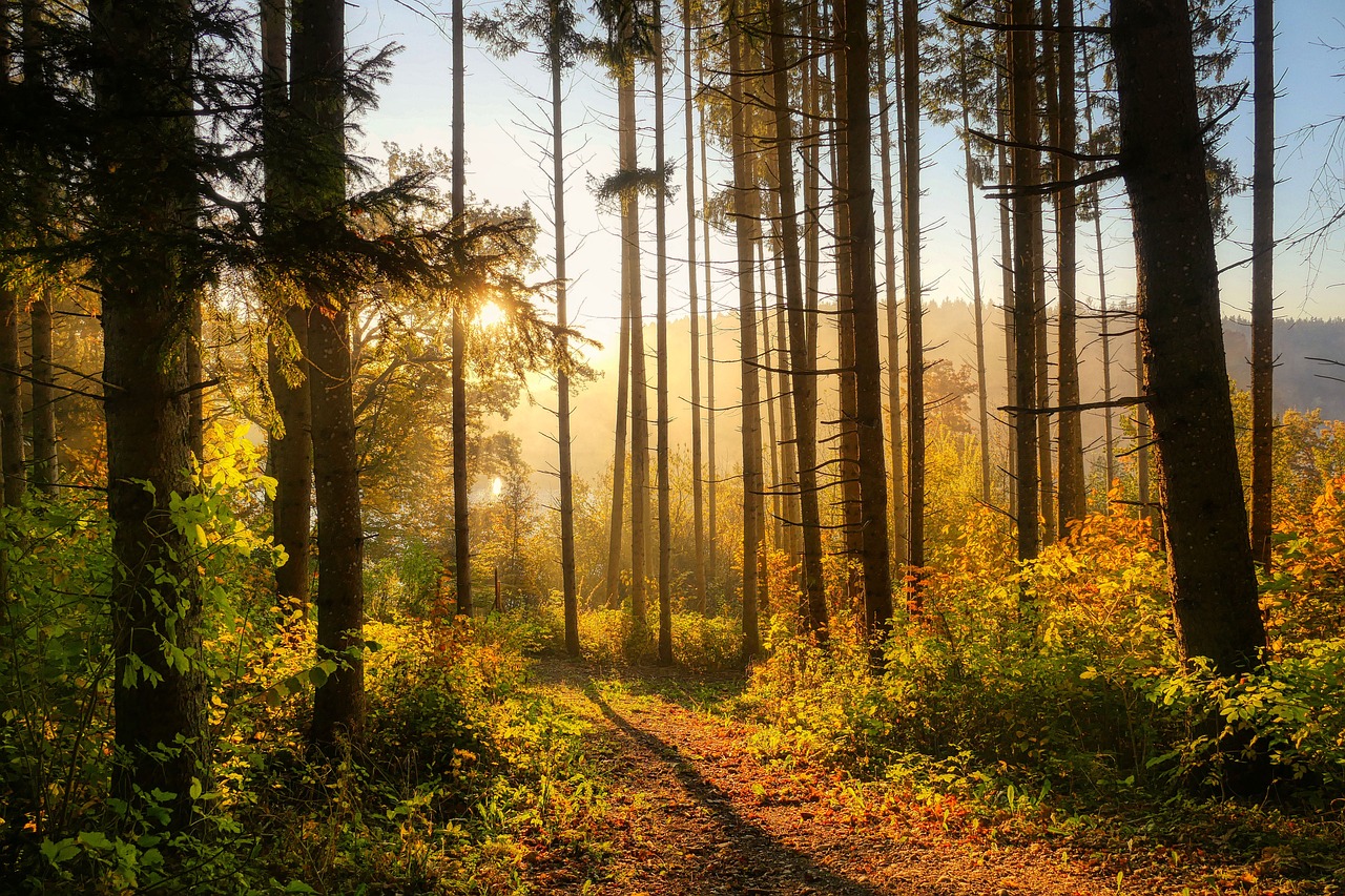 découvrez l'importance vitale des forêts pour notre planète. explorez leur biodiversité, leur rôle dans la régulation du climat et leur contribution à l'écosystème. apprenez comment préserver et protéger ces trésors naturels pour les générations futures.