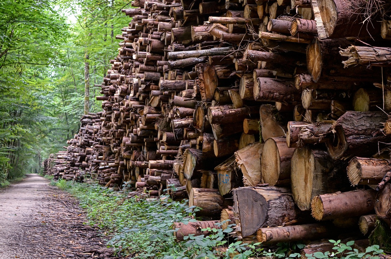 La foresterie : un acteur majeur dans l’émission de gaz à effet de serre ?