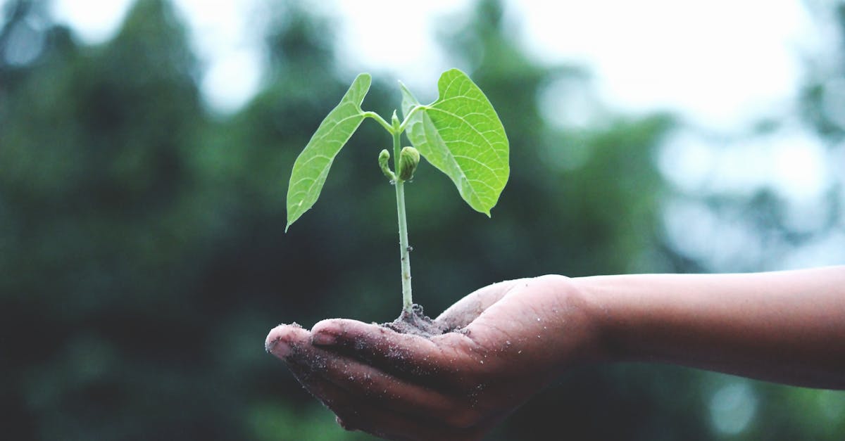 découvrez l'importance de la durabilité dans notre monde moderne. apprenez comment des pratiques durables peuvent contribuer à la préservation de notre planète, promouvoir un mode de vie responsable et encourager l'innovation pour un avenir meilleur.