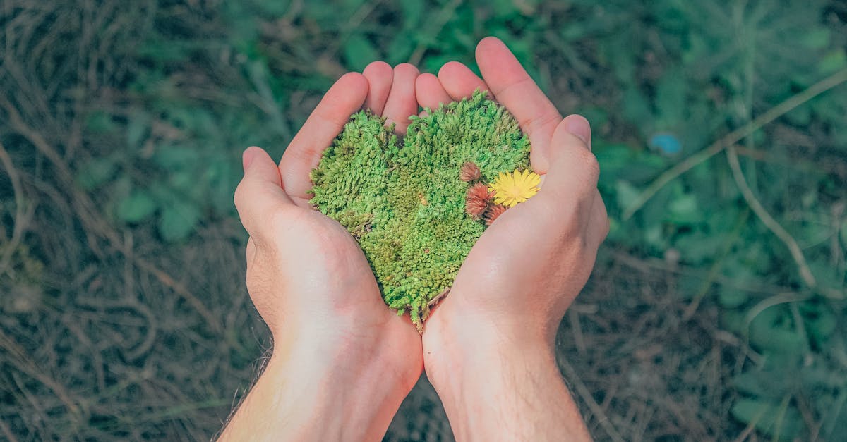 découvrez l'importance de la durabilité dans notre société moderne. explorez des pratiques, des solutions et des innovations qui favorisent un avenir respectueux de l'environnement et économiquement viable. rejoignez le mouvement vers un monde plus durable.