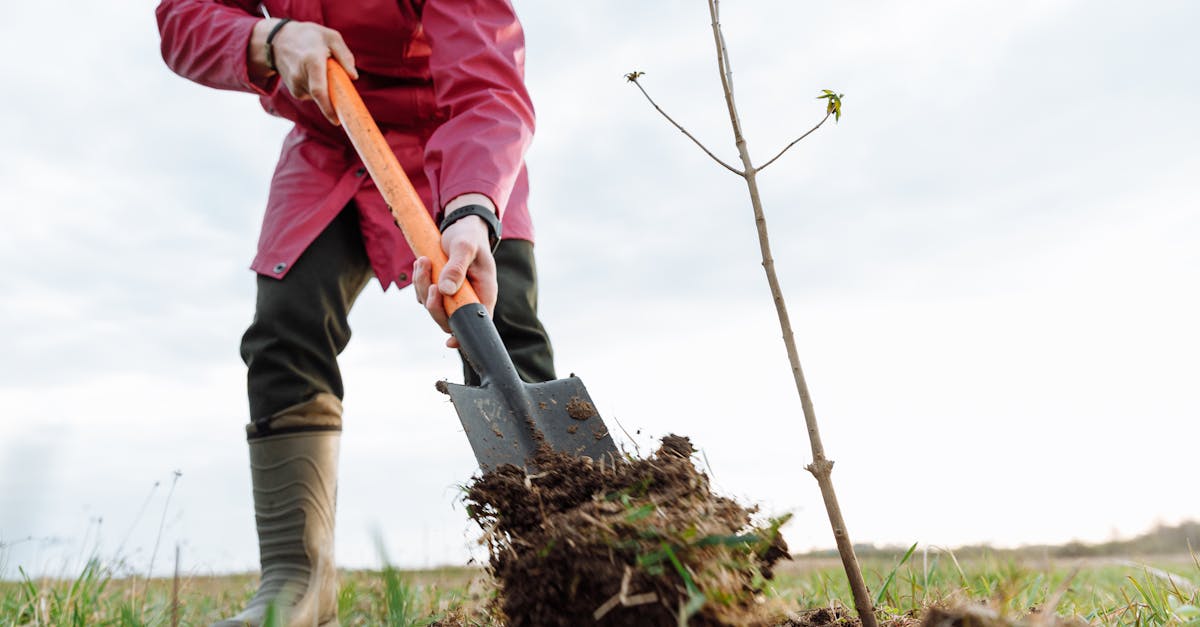 découvrez l'importance de la reforestation pour notre planète. apprenez comment cette pratique essentielle contribue à la lutte contre le changement climatique, restaure les habitats naturels et favorise la biodiversité. engagez-vous avec nous pour un avenir plus vert.