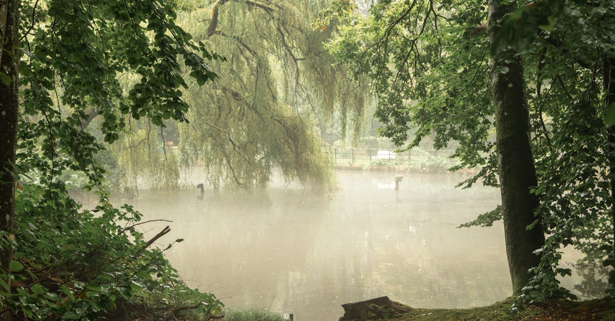 découvrez l'importance des zones humides pour l'écosystème, leur biodiversité unique, et leur rôle essentiel dans la régulation de l'eau et la lutte contre le changement climatique. plongez dans le monde fascinant des zones humides et apprenez comment leur préservation est cruciale pour notre planète.