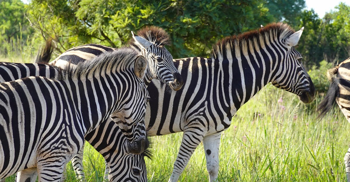 découvrez l'importance des zones protégées pour la conservation de la biodiversité et la préservation des écosystèmes. explorez comment ces espaces jouent un rôle crucial dans la protection de la faune, la flore et la lutte contre le changement climatique.