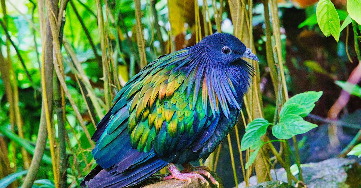 découvrez la biodiversité, un écosystème vital qui regroupe la diversité des espèces, des habitats et des interactions essentielles à la vie sur terre. explorez l'importance de la préservation de la biodiversité pour la santé de notre planète et de notre avenir.