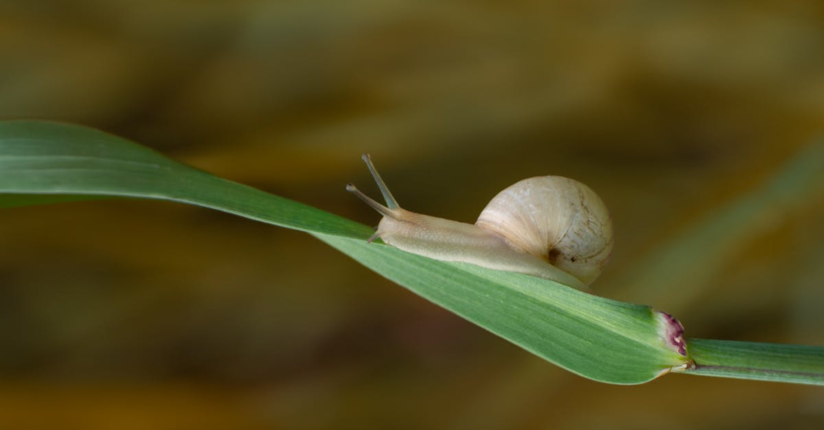 découvrez l'importance de l'évaluation environnementale dans la protection de notre planète. cette démarche permet d'analyser les impacts écologiques d'un projet, d'anticiper les effets sur la biodiversité et de promouvoir des solutions durables pour un avenir respectueux de l’environnement.