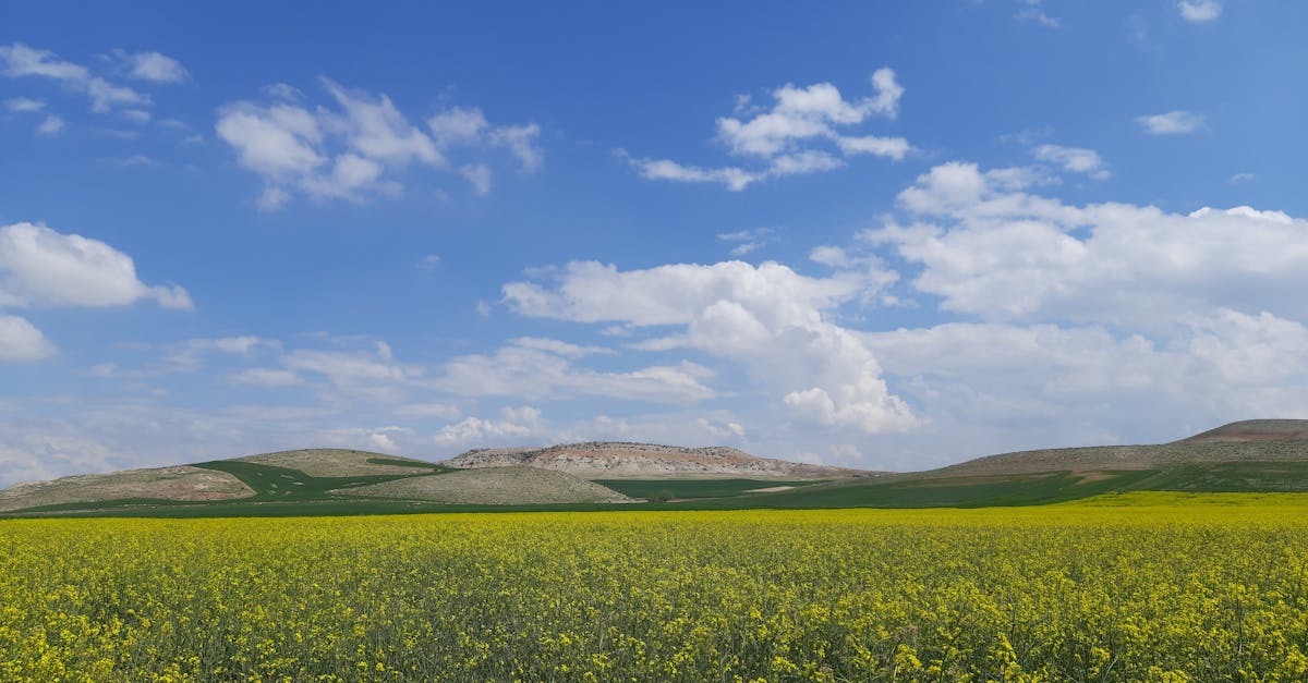 découvrez l'évaluation environnementale, un processus essentiel pour analyser l'impact des projets sur l'environnement. apprenez comment cette démarche aide à préserver notre planète tout en soutenant le développement durable.