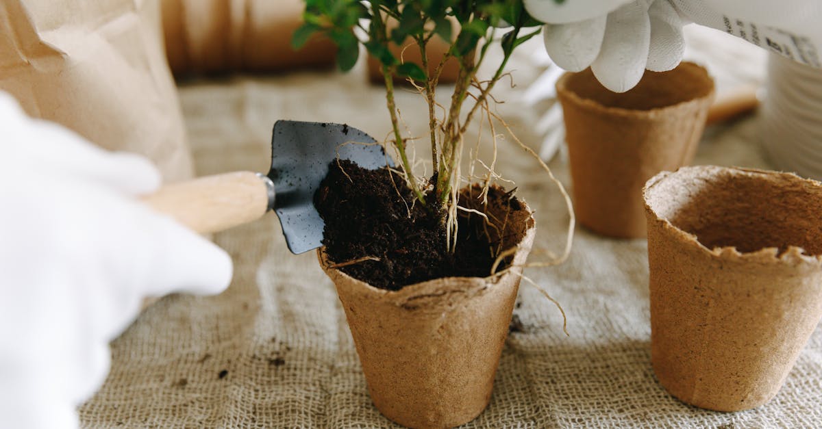 découvrez l'importance cruciale de la reforestation pour la lutte contre le changement climatique, la préservation de la biodiversité et l'amélioration de la qualité de l'air. explorez des projets inspirants, des méthodes durables et comment chacun peut contribuer à un avenir plus vert.