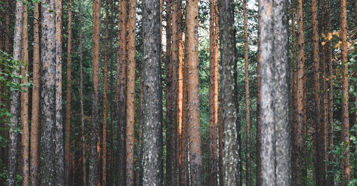 découvrez l'importance de la reforestation pour la préservation de notre environnement. apprenez comment des projets de reboisement contribuent à lutter contre le changement climatique, à restaurer la biodiversité et à améliorer la qualité de l'air. engagez-vous pour un avenir plus vert grâce à des initiatives de reforestation.