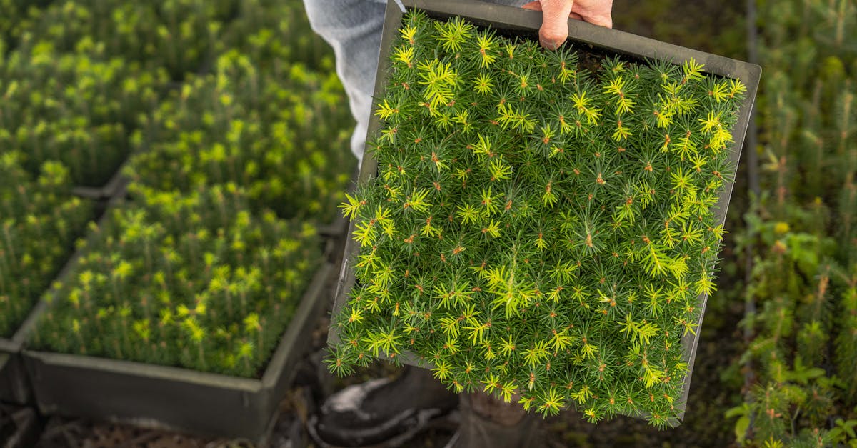 découvrez l'importance de la reforestation pour lutter contre le changement climatique et préserver notre biodiversité. apprenez comment ces initiatives contribuent à restaurer les écosystèmes et à améliorer la qualité de vie des communautés.
