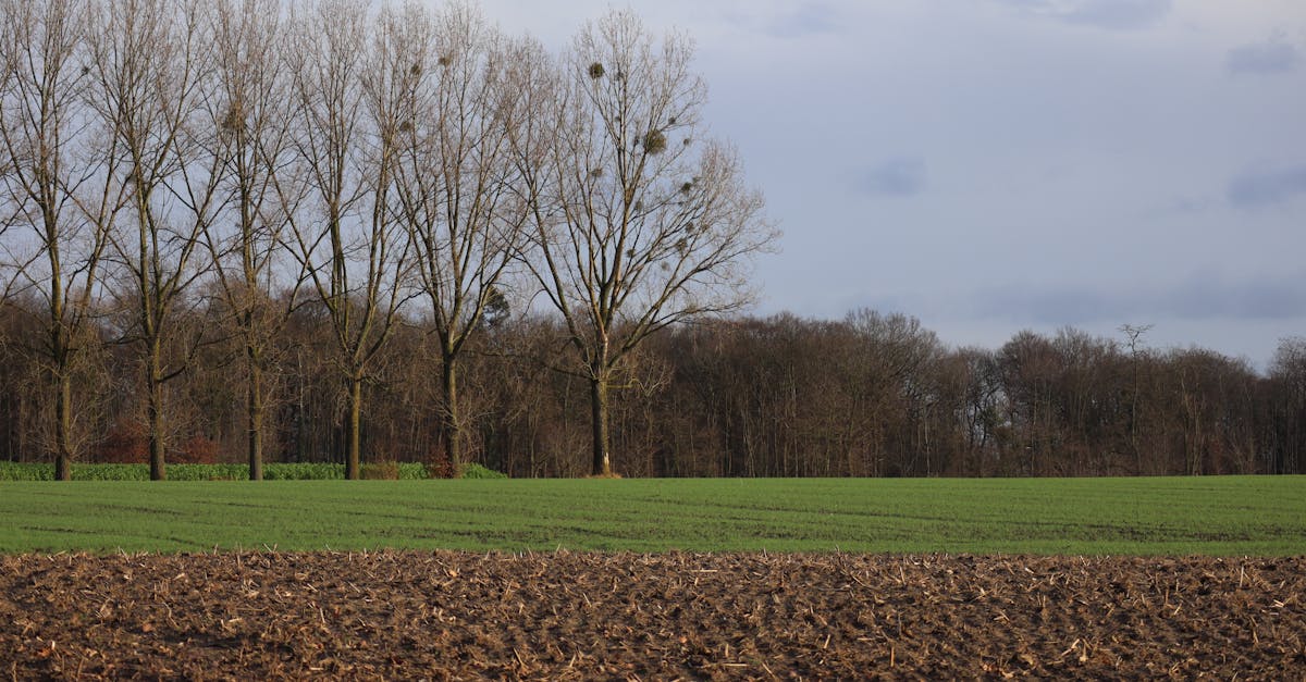 découvrez comment la transition durable transforme nos sociétés en alliant innovation, respect de l'environnement et responsabilité sociale. explorez les stratégies, enjeux et solutions pour un avenir plus écologique et durable.