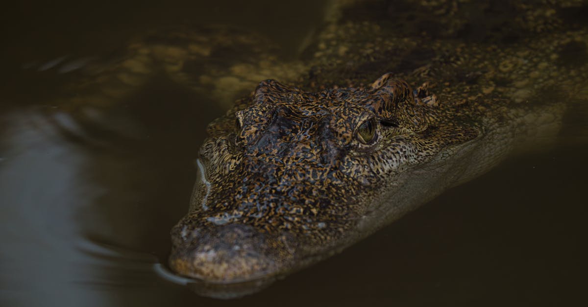 découvrez l'importance des zones humides pour la biodiversité, la régulation climatique et la purification de l'eau. apprenez comment ces écosystèmes précieux contribuent à la santé de notre planète et pourquoi leur préservation est essentielle.