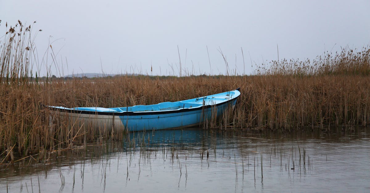 découvrez l'importance des zones humides, écosystèmes essentiels pour la biodiversité et la régulation climatique, tout en apprenant comment elles contribuent à la purification de l'eau et à la protection des habitats naturels.