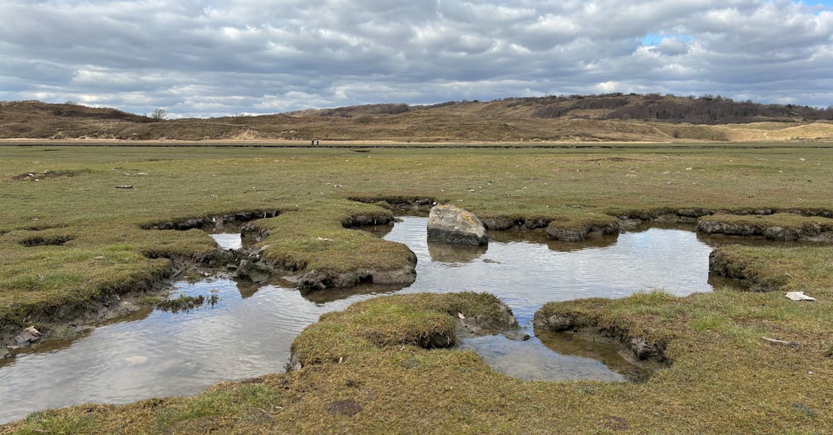 découvrez les zones humides, ces écosystèmes riches en biodiversité qui jouent un rôle crucial dans la régulation de l'eau, la protection des habitats et la lutte contre le changement climatique. apprenez-en davantage sur leur importance écologique et les efforts de préservation.