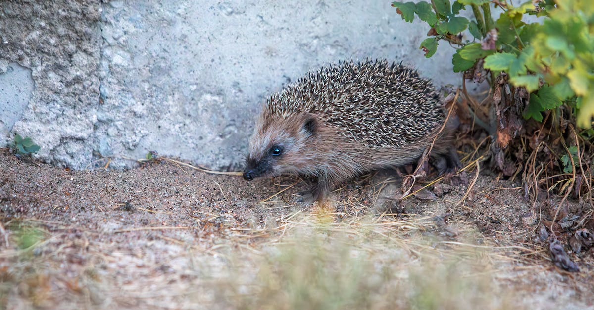 découvrez les enjeux et les pratiques de la gestion de la faune, un domaine crucial pour la conservation des espèces et la durabilité des écosystèmes. apprenez comment des approches innovantes et éthiques peuvent aider à équilibrer les besoins des animaux sauvages et des communautés humaines.